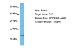 CRB3 Antibody, Novus Biologicals 100 &mu;L; Unconjugated:Antibodies, Polyclonal
